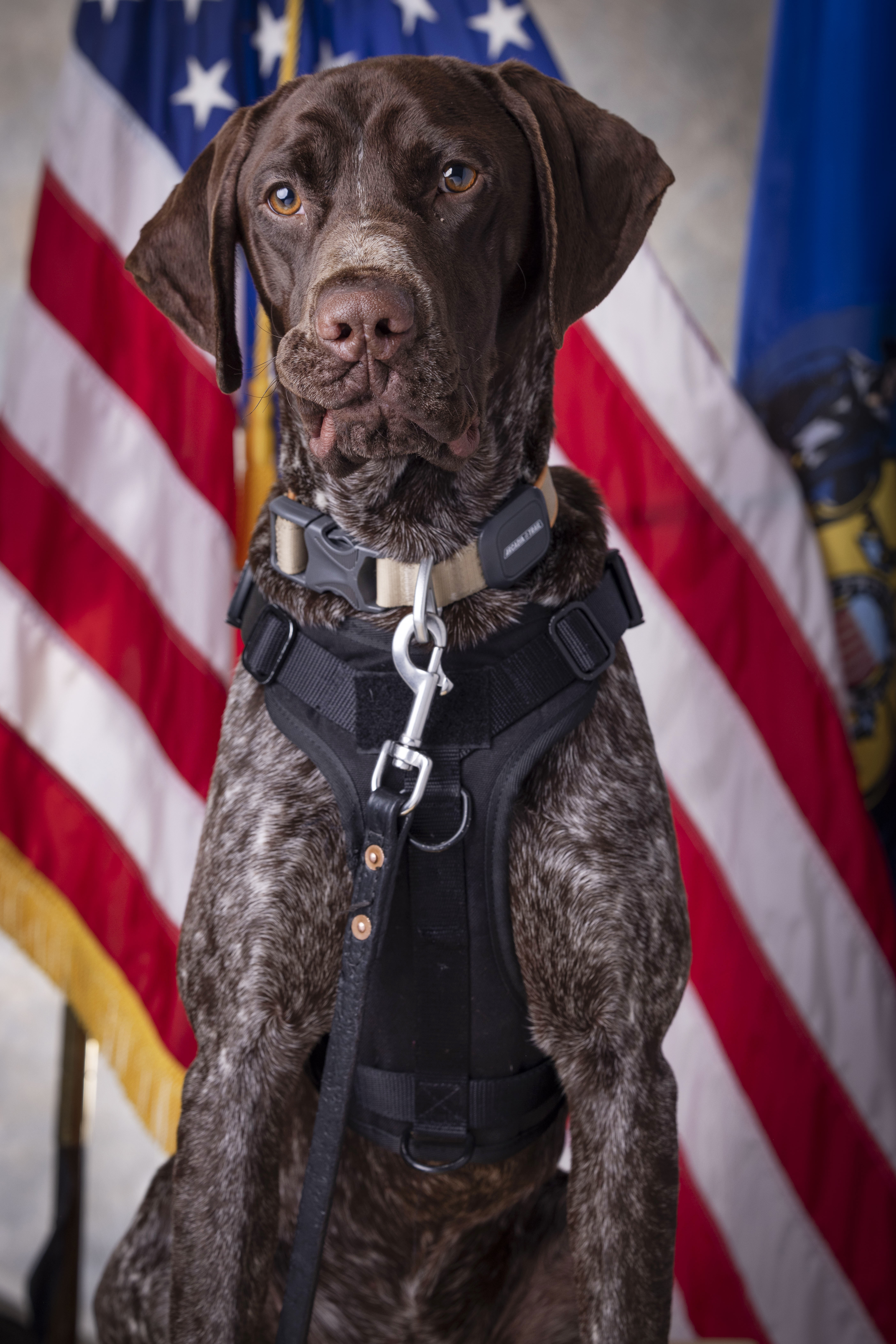 K9 Gator in front of flag